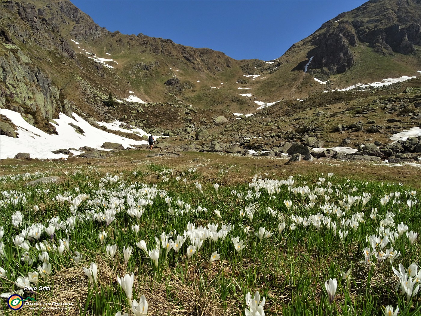 16 Tanti Crocus vernus .JPG